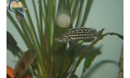 Lepidiolamprologus nkambae